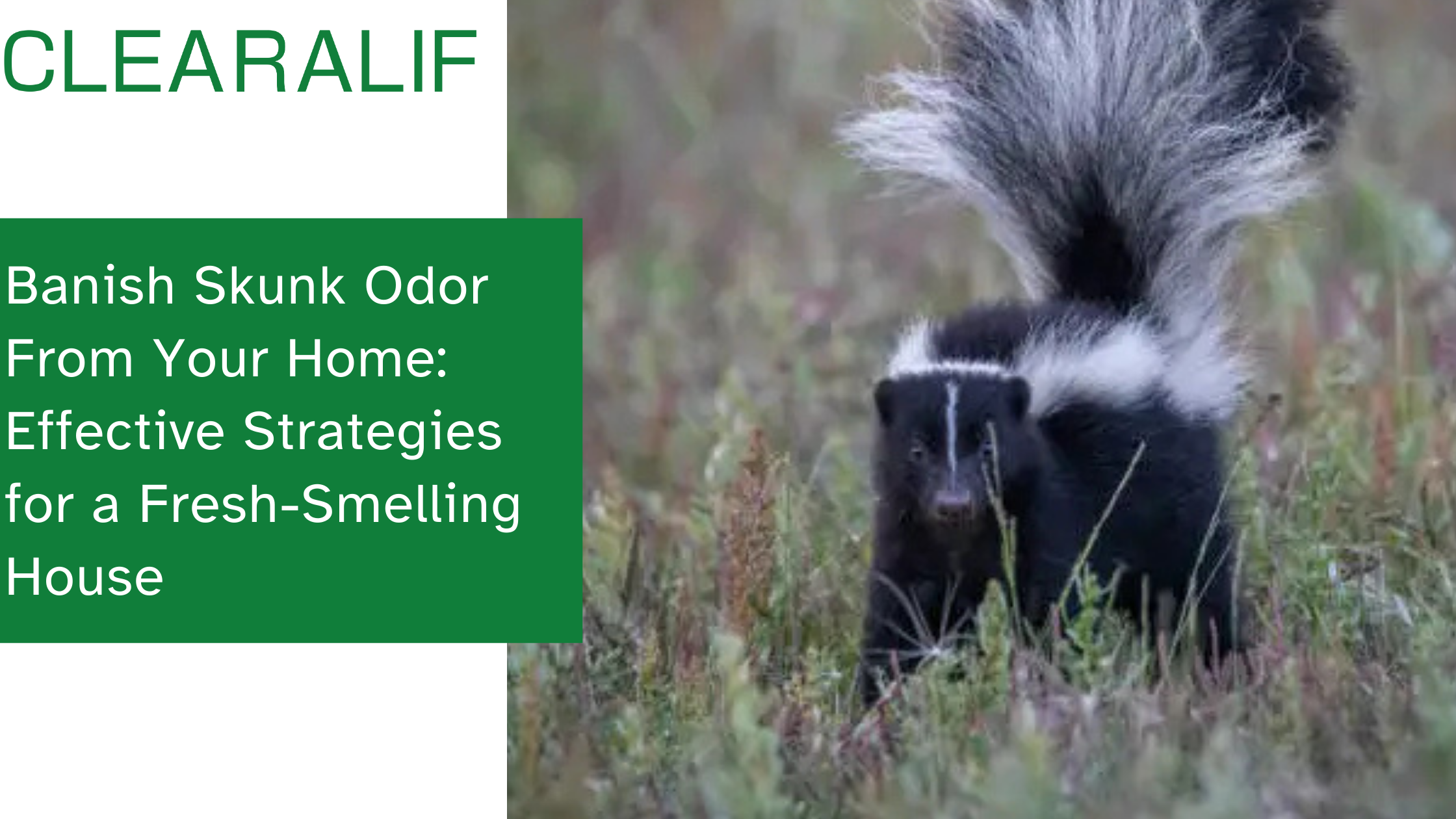Banish Skunk Odor From Your Home: Effective Strategies for a Fresh-Smelling House