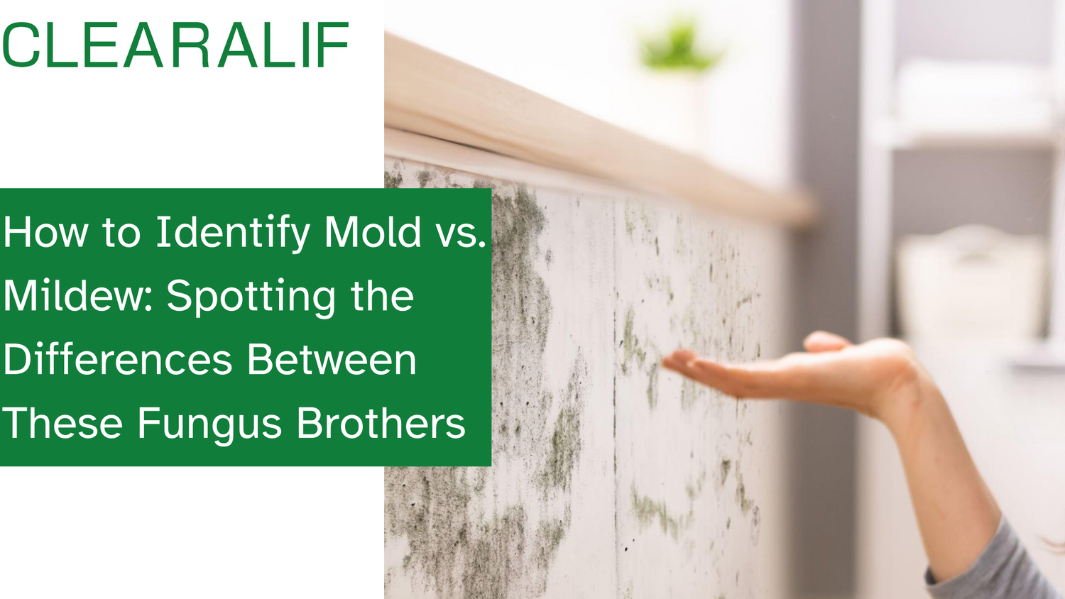 How to Identify Mold vs. Mildew: Spotting the Differences Between These Fungus Brothers.