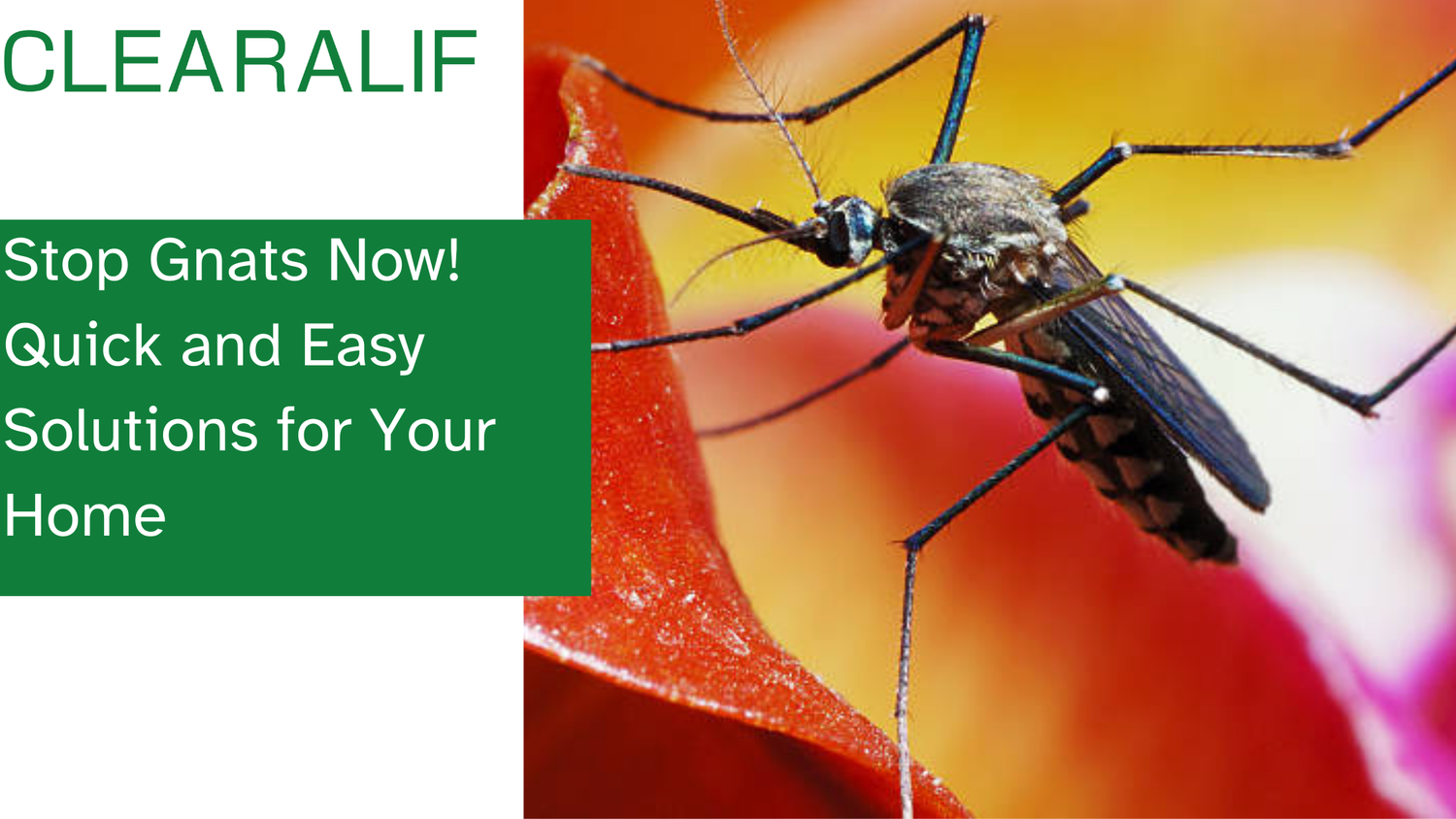Stop Gnats Now! Quick and Easy Solutions for Your Home